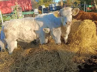 بقرة, Charolais cattle — الصورة 2