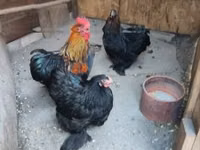 Chickens — picha 2