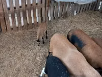 绵羊（批次，未指定性别）, Cameroon sheep — 照片 3