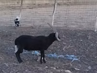 كبش, Shetland sheep — الصورة 7