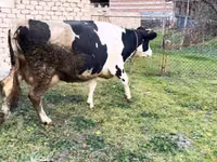 母牛, Russian Black pied cattle — 照片 1