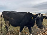 Kuh, Russian Black pied cattle — Foto 2