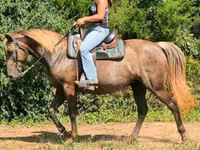 Yegua, Kentucky mountain daddle horse — foto 8