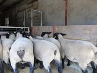भेड़, White Suffolk sheep — फ़ोटो 2