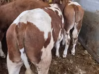 ثور, Simmental cattle — الصورة 1