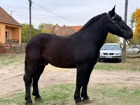 公马, Lipizzaner — 照片 1