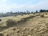 Boma Rhodes Hay - Very Clean and Fresh — 照片 1