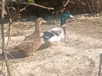Ducks — picha 3