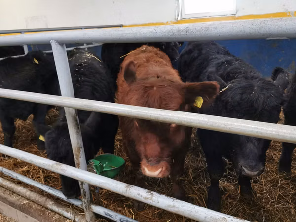 Ng'ombe dume, Aberdeen – Angus