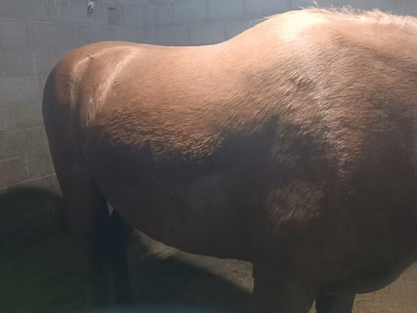 Farasi jike, Budyonny horse