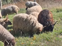 公羊, Racka sheep — 照片 1
