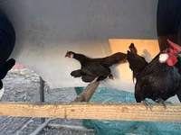 Chickens — Foto 1