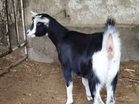 عنزة, Alpine goat — الصورة 6