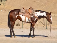 فرس, National Show Horse — الصورة 6
