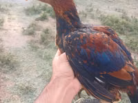 Chickens — foto 5