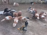 Turkeys — Foto 8