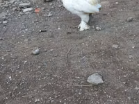 Japanese Bantam — picha 4