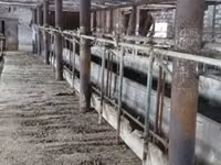 Vaca, Tipo de fábrica de Bukovina de la vaca ucraniana roja y moteada. — foto 1