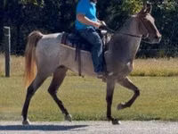 Farasi dume, Rocky Mountain Horse — picha 8