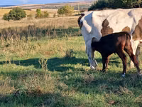 Vaca, Simmental cattle — foto 1
