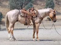 Caballo, Quarter Horse — foto 3