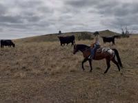 Farasi dume, Horses of Sable Island — picha 6