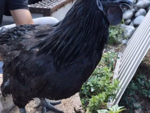 Chickens