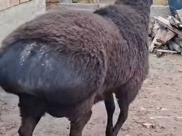 Ram, Sheep