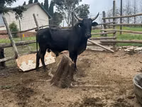 Bulle, Nguni cattle — Foto 1
