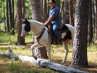 Farasi dume, American paint horse — picha 6