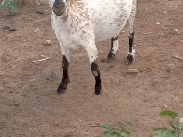 बकरियाँ (लॉट, लिंग निर्दिष्ट नहीं), बकरियाँ