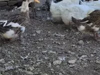 Ducks — الصورة 1