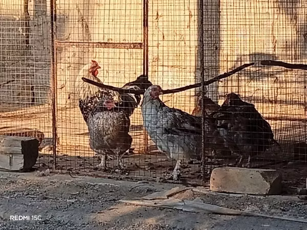 Chickens
