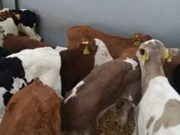 أبقار (دفعة، الجنس غير محدد), Simmental cattle — الصورة 6