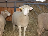 كبش, Dorset horn sheep — الصورة 1