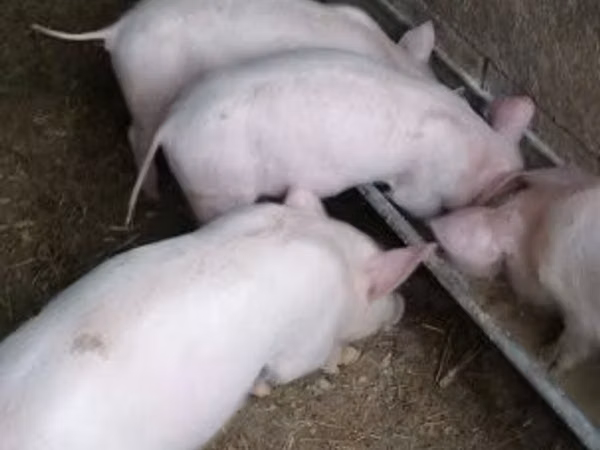 मादा सूअर, सूअर