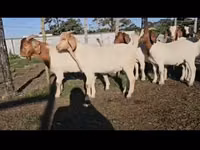 Mbuzi (kikundi, jinsia haijatajwa), Boer goat — picha 1