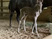 Farasi jike, Black Sea breed — picha 8