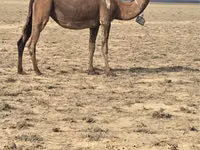 إبل (دفعة، الجنس غير محدد), Anafi camel — الصورة 2