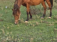 فرس, Azerbaijan horse — الصورة 6