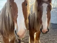 Horse (M), Belgian Draught — photo 2