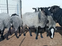 绵羊（批次，未指定性别）, Romanov sheep — 照片 1