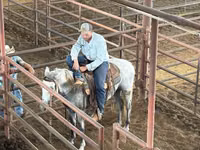 Farasi dume, Tennessee Walking Horse — picha 7