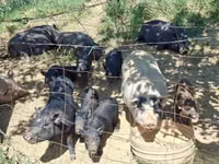 Pigs (batch, sex not specified) — photo 4