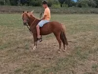 母马, Horses — 照片 3