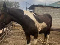 Caballo, Caballos — foto 2