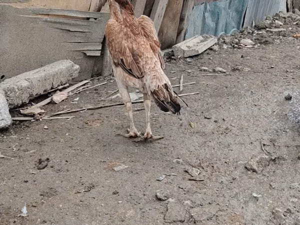 Chickens