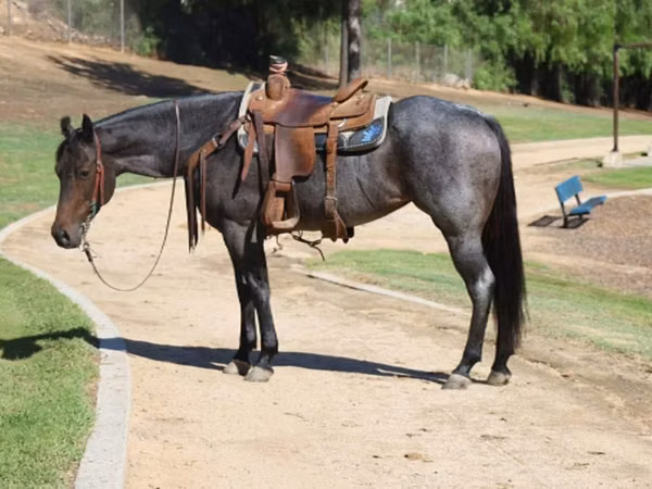 فرس, Quarter Horse