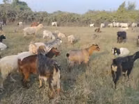 Mbuzi jike, Mbuzi — picha 2