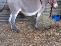 Caballo, Caballos — foto 1